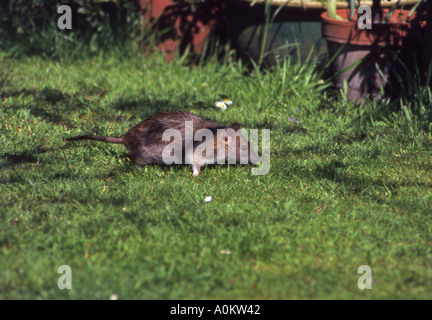 Braune Ratte. Fütterung im Garten unter Vogel Tisch Norfolk England Stockfoto