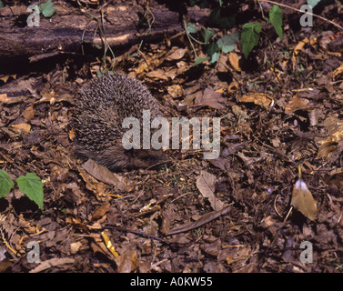 Igel. Erwachsenen auf Nahrungssuche in Laubstreu Surrey England September Stockfoto