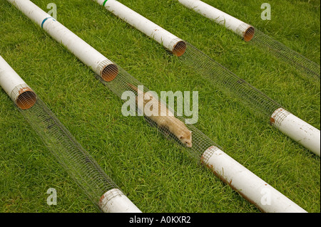 Frettchen, die auf ein Land in Wales racing Stockfoto