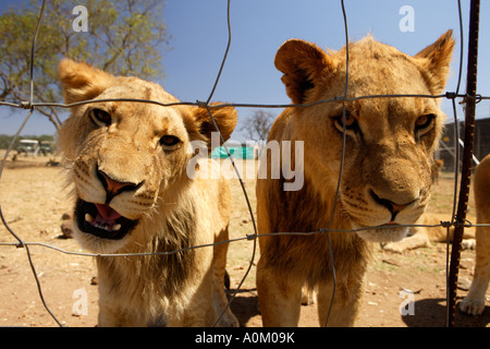 Löwenbabys in Gefangenschaft, Panthera Leo Krugeri. Südafrika. Stockfoto