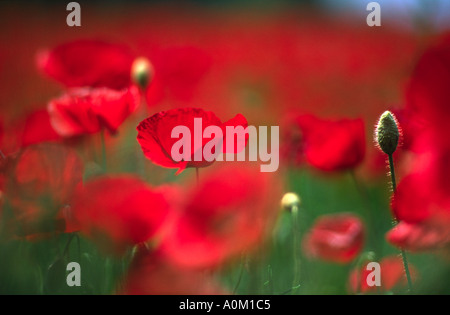 Nahaufnahme einer Hintergrundbeleuchtung Mohn In einem Feld Frankreich Provence Stockfoto