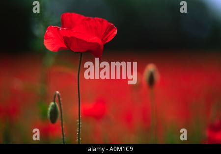 Einzelne Mohn In Provence Gebiet Frankreich Stockfoto