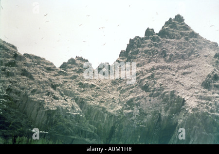 Tausende von Basstölpel bewohnen eines der Skellig Inseln 8 Meilen vor der Kerry Atlantikküste im Südwesten von Irland Stockfoto