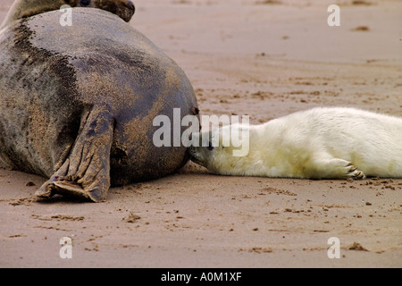 Grey Seal (Halichoerus Grypus) Welpe Spanferkel Stockfoto