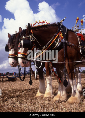 Hoffnung und Ruhm zwei schwere Pferde, die Teilnahme an einem Pflügen Match am Cranfield Oxfordshire Stockfoto