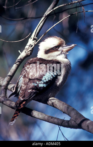 Kookaburra Stockfoto