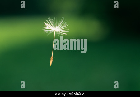 Löwenzahn Taraxacum Officinalis Officinale steigenden schwebend fliegen Luft Samen Stockfoto