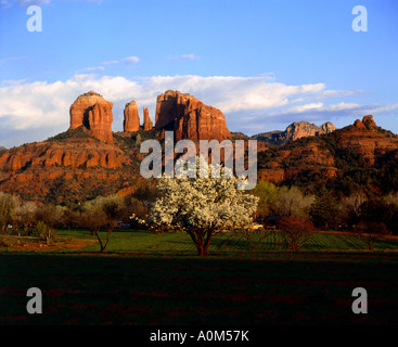 Frühlings-Blüte markieren einen kleinen Obstbaum gegen einen roten Felsformation in Sedona in Arizona Stockfoto