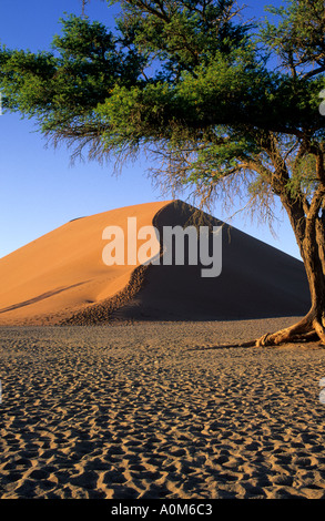 Düne 45, Namib-Naukluft-Nationalpark, Namibia Stockfoto