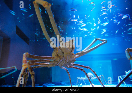 Japanische Riesenkrabbe für Spider Stockfoto