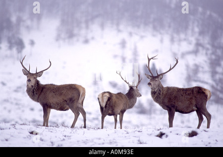 Rote Hirsche auf Futtersuche auf niedrigen Boden im Winter.   GMM 1324-27 Stockfoto