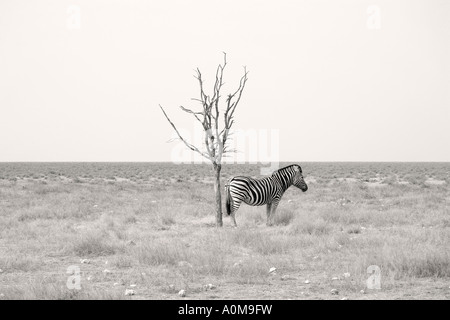 Zebra Etosha Nationalpark Namibia Stockfoto