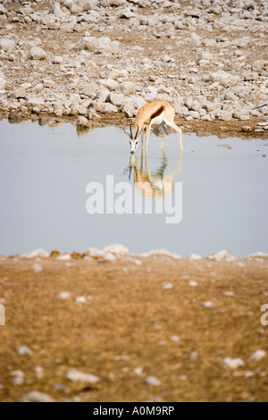 Springbock am Wasserloch Etosha Nationalpark Namibia Stockfoto