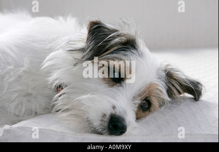 Weiblich 11 Monate alte kaputte beschichtet Jack Russell Terrier liegend und Blickkontakt Stockfoto