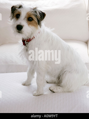 Weibliche 11 Monate alten gebrochenen beschichtete Jack Russell Terrier auf sofa Stockfoto