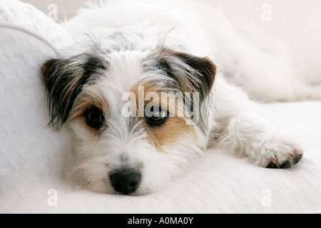 Weibliche 11 Monate altes kaputt beschichtete Jack Russell Terrier liegend auf sofa Stockfoto