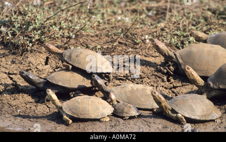 Schildkröte in der Sonne Pilansberg Game reserve Südafrika Stockfoto