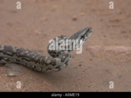 African Rock Python Sebae junge Schlange Kruger Park in Südafrika Stockfoto