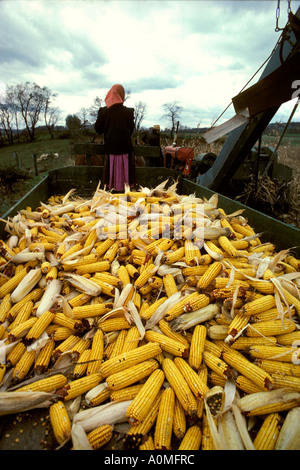 1 ein junges amisches Mädchen führt Pferd gezeichneten Wagen Maisernte gelbe feed Lancaster PA Pennsylvania Stockfoto