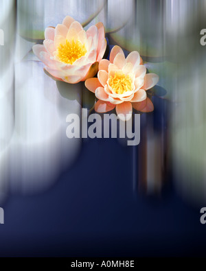 Fotokunst: Flora Seerose Lat Nymphaea odorata Stockfoto