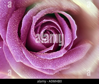 FLORALES DESIGN: Englische Rose (Lat: Rosa Georg Friedrich Händel) Stockfoto