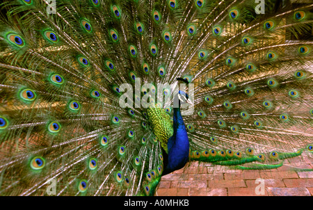 Kent Pfau Tail anzeigen Stockfoto