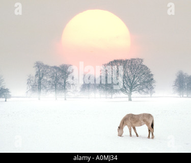 GB - BUCKINGHAMSHIRE: Winterscene mit Pferd Stockfoto