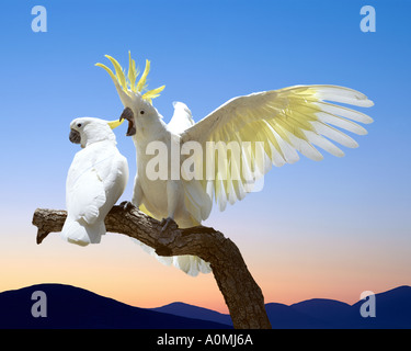 AU - NEW-South.Wales: Schwefel Crested Kakadus Stockfoto