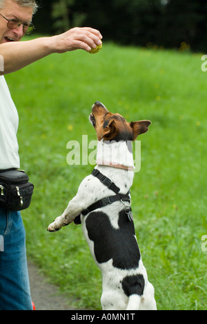 wenig Hund Jack Russel auf Wiese hoch springen, um einen Ball aus der Hand von der Hundebesitzer fangen spielen Stockfoto