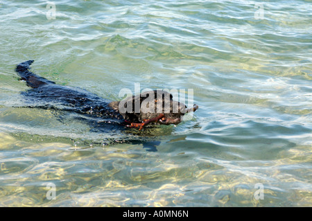 PR schwarzer Hund Labrador Hybrid Schwimmen im Wasser einen Stick abrufen Stockfoto