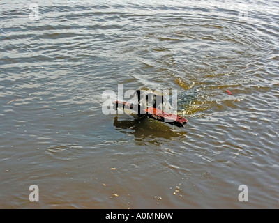 PR schwarzer Hund Labrador Hybrid Schwimmen im Wasser einen Stick abrufen Stockfoto