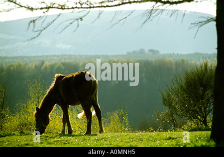 Tiere-Pferd in den Wenallt Weiden Stockfoto