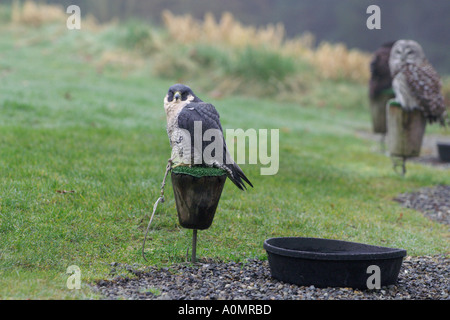Captive Wanderfalken Falco peregrinus Stockfoto