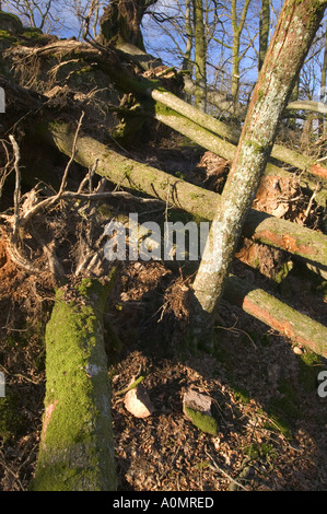 Eichen in der Nähe von Ableside im Sturm umgeweht zwingen Winde Jan 2005 Stockfoto