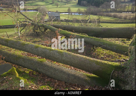 Eiche Bäume umgeweht im Jan. 2005 Stürme in der Nähe von Ambleside Seenplatte Stockfoto