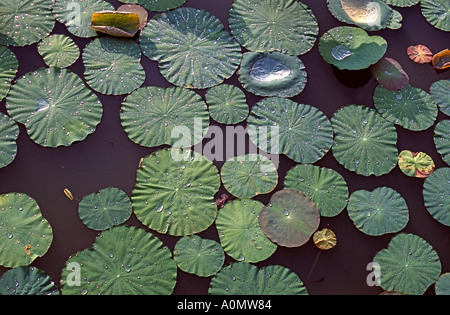 Frisches Regenwasser sitzt auf Lotusblättern Siam Reap Kambodscha Stockfoto