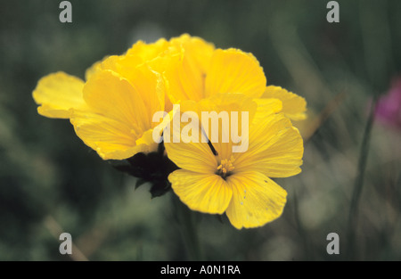 Nahaufnahme des gelben Flachs Linum Flavum Blumen im Nationalpark Pirin Bulgarien Stockfoto