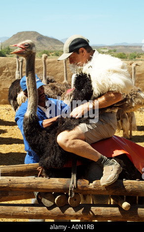 Touristisches Reiten ein Strauß auf Highgate Bauernhof Oudtshoorn in der Karoo-Region Südafrika RSA Stockfoto