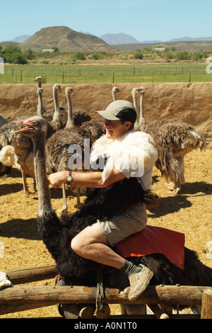 Touristisches Reiten ein Strauß auf Highgate Bauernhof Oudtshoorn in der Karoo-Region Südafrika RSA Stockfoto