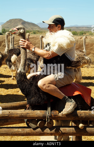 Touristisches Reiten Strauß auf Highgate Farm in Oudtshoorn Südafrika RSA Stockfoto