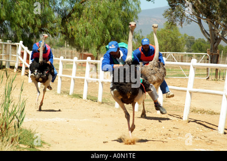 Rennen in Oudtshoorn in der Karoo-Region Südafrika RSA Rennen rund um den Bauernhof Highgate Ostrich verfolgen Stockfoto