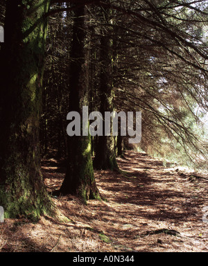 Gefleckte Sonnenlicht durch ein natürliches Waldland Arcade Cwm Cadlan South Wales Anzahl 2051 Stockfoto