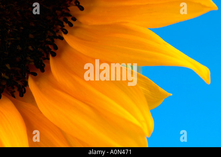 Nahaufnahme der Sonnenblumen vor blauem Hintergrund Stockfoto