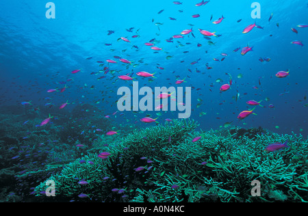 Yellowstriped Anthias Schule, Pseudanthias Tuka, ernähren sich von Plankton gebracht durch Strom, Milne Bay Papua New Guinea Stockfoto