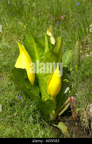 Sussex, England. Gelbe Blumen auf Skunk Cabbage plant (Lysichiton americanus) Wachsende am See im großen Garten. Stockfoto