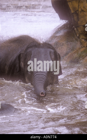 Junger Elefant aufladen am See Stockfoto