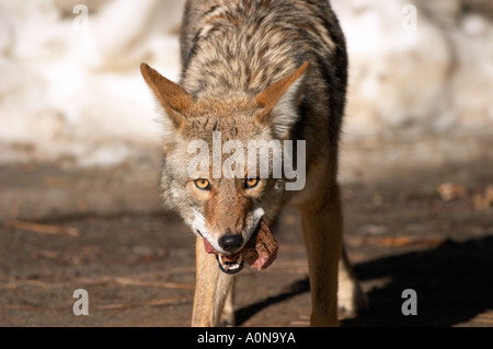 Kojoten im Yosemite National park Essen Stück Fleisch Stockfoto
