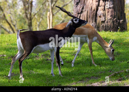 Männliche und weibliche Blackbuck gazelle Stockfoto