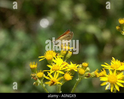 Kleine Skipper Butterfly auf Kreuzkraut 4 Stockfoto