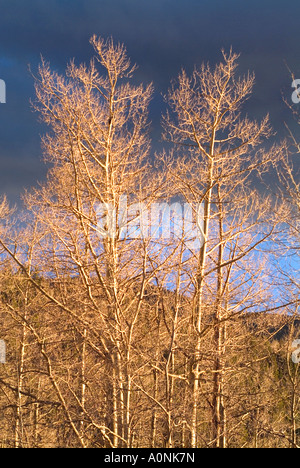 Espe Bäume in die Herbstsaison Stockfoto